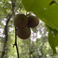 Diospyros toposia Buch.-Ham.